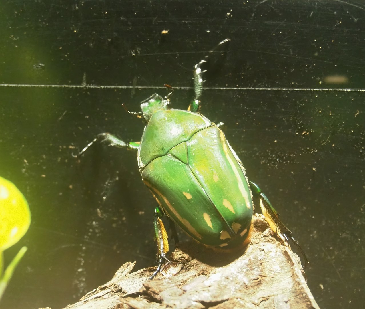 Green flower beetle (Mecynorhina torquata), 2023-07-22
