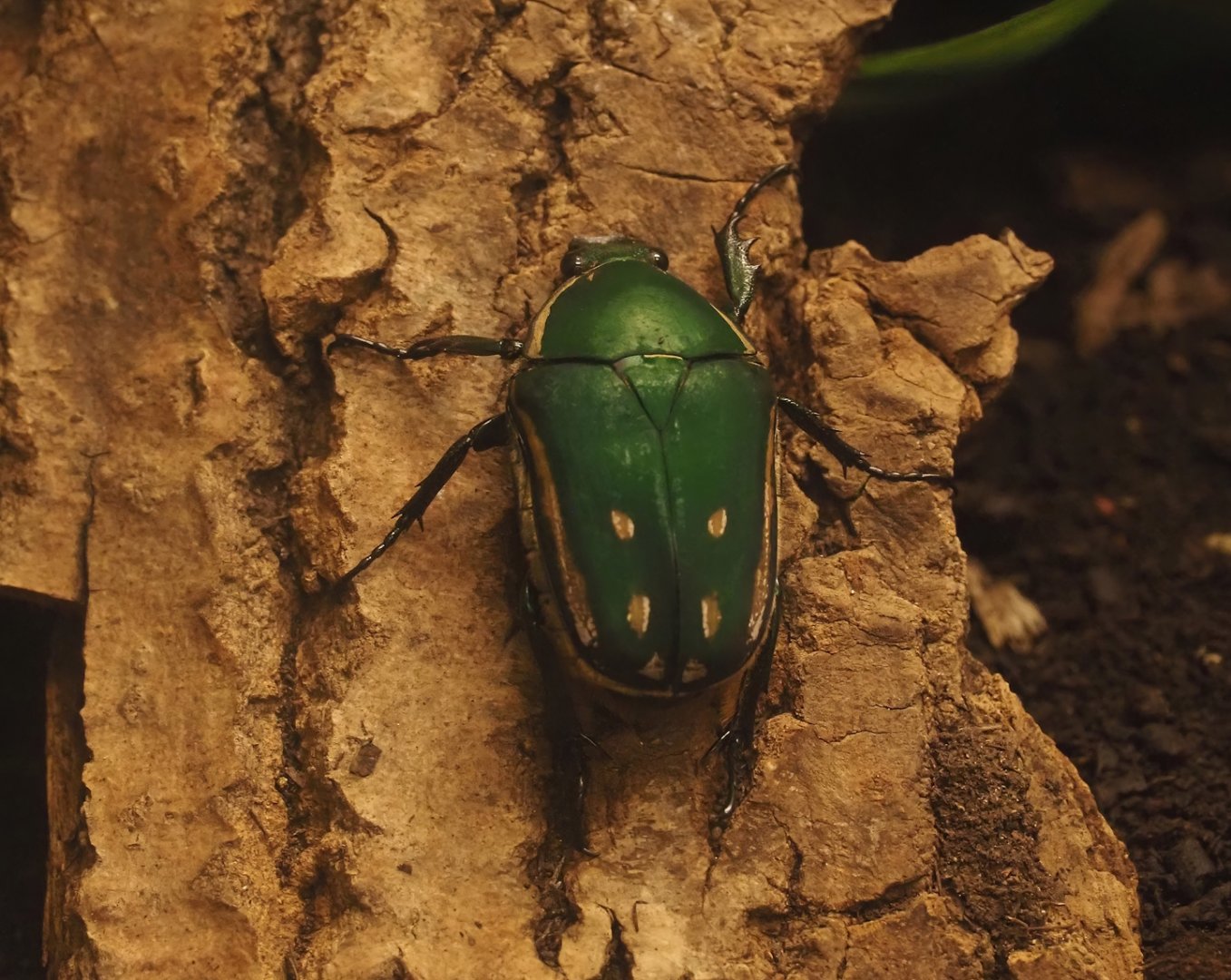 Green flower beetle (Mecynorhina ugandensis), 2025-07-21