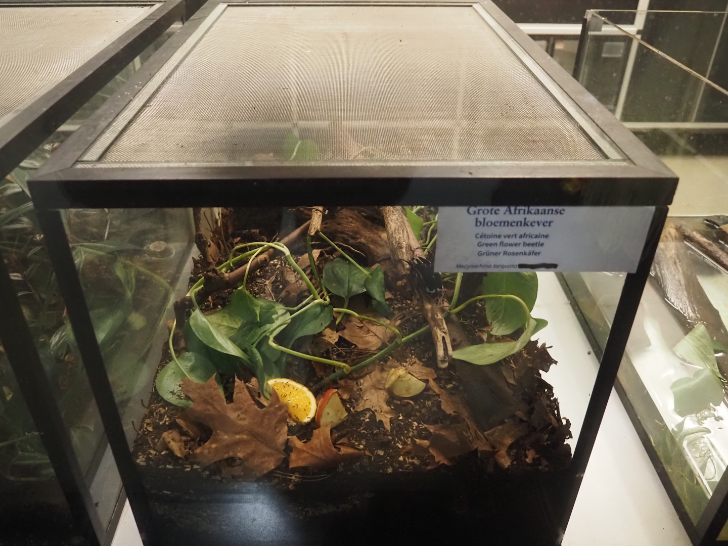 Green flower beetle terrarium in the reptile house nursery, 2025-01-04