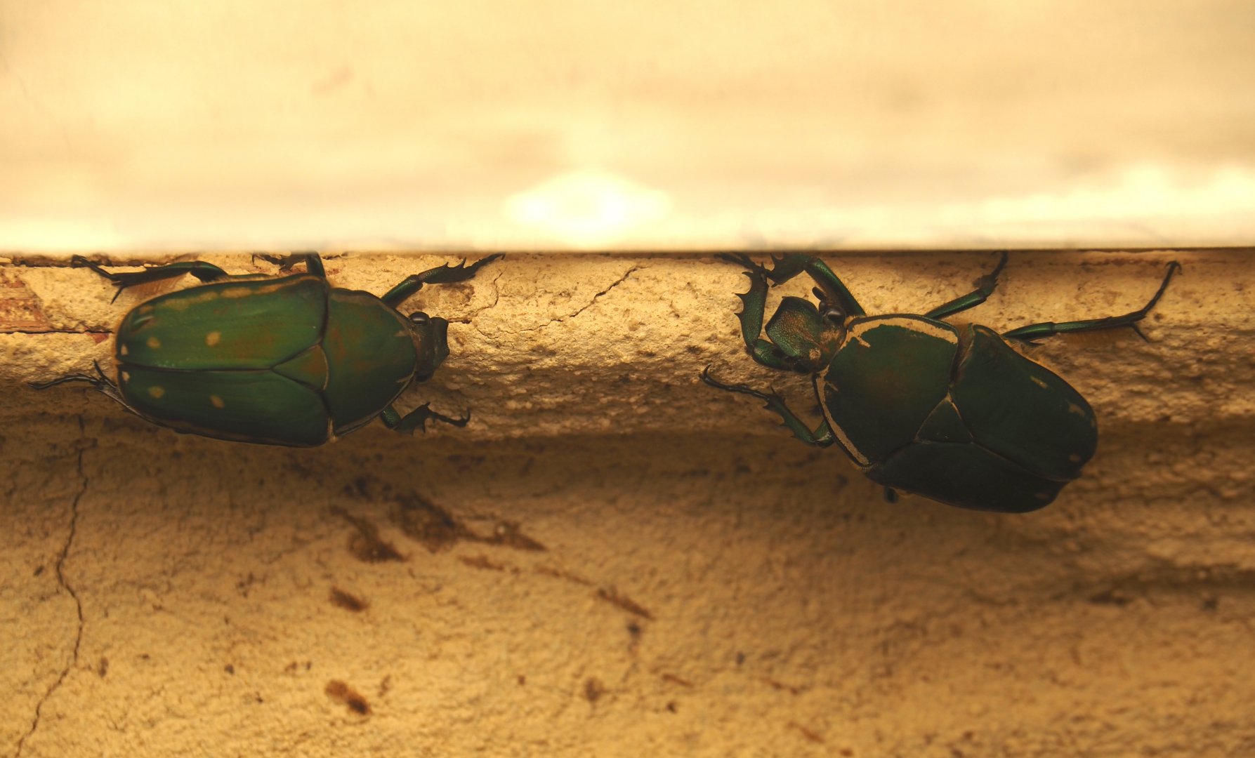 Green flower beetles (Mecynorhina torquata), 2025-01-04