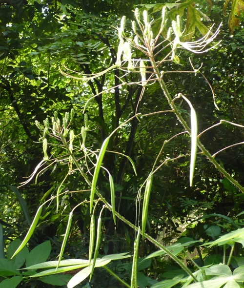 Green-flowered spiderflower (Cleome viridiflora)