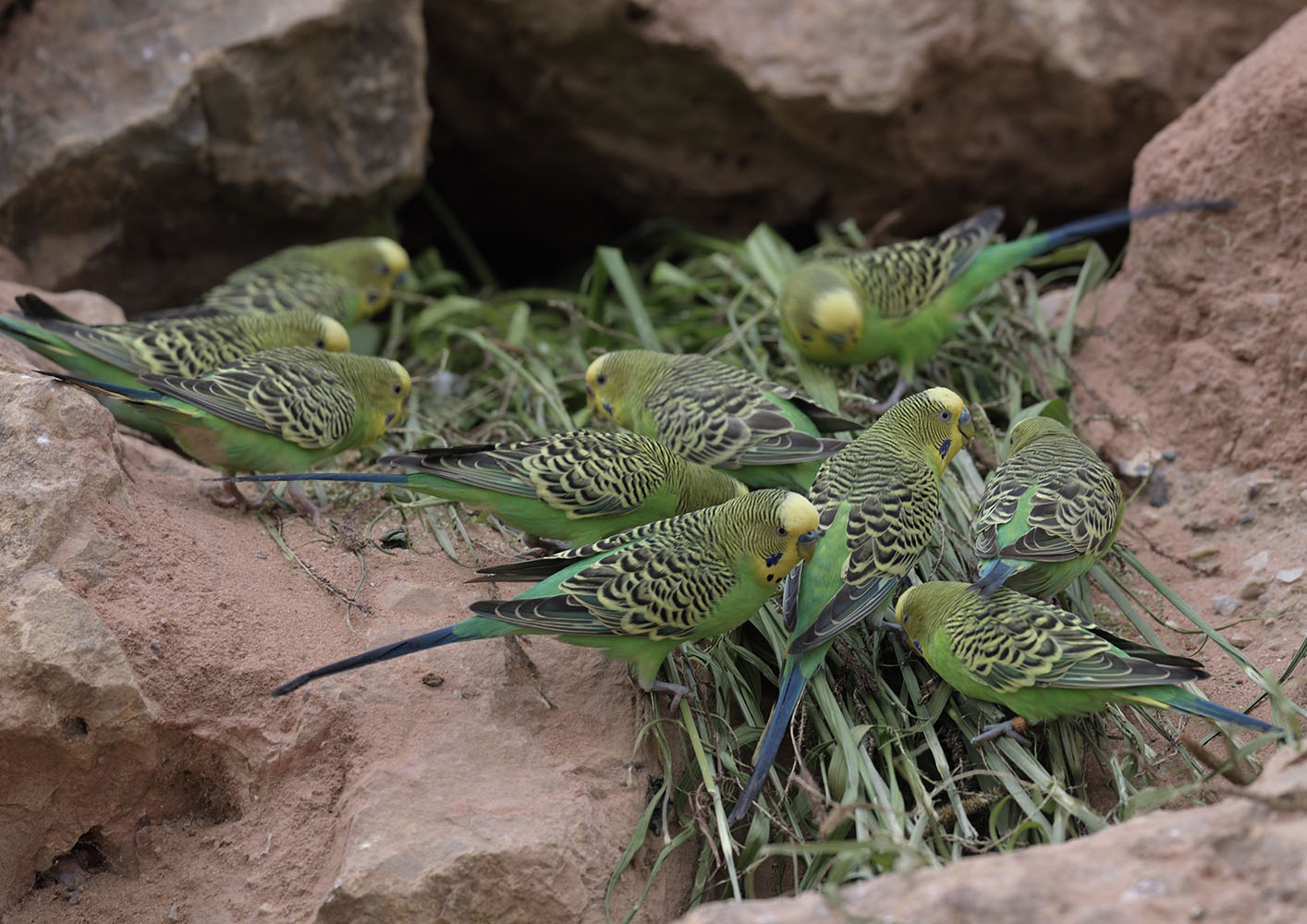 Green food for the budgies