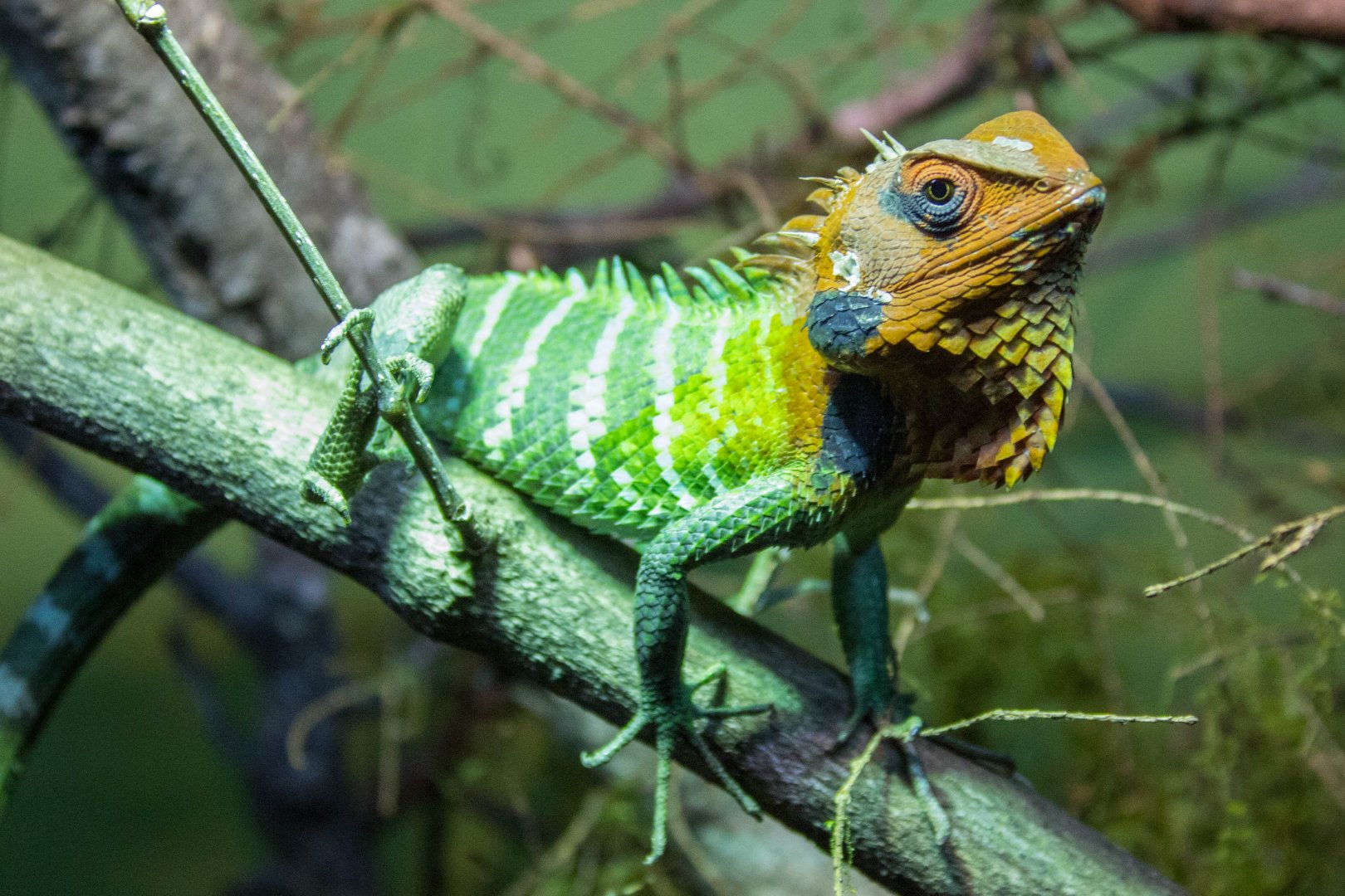 Green forest lizard (Reptilandia)