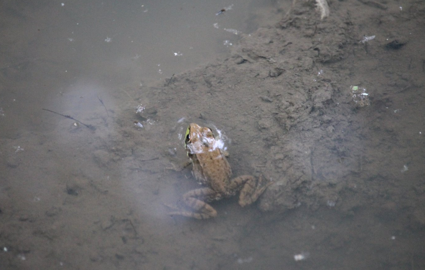 Green Frog (Lithobates clamitans)