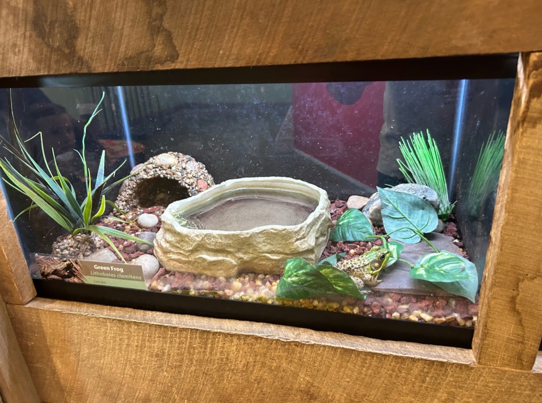 Green Frog (Outdoor Discovery Center, Holland, MI, 8/8/25)