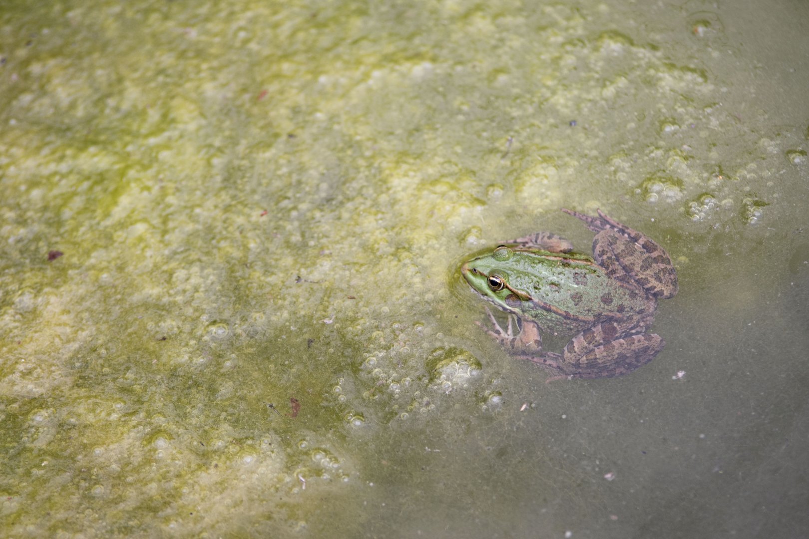 Green frog (Pelophylax esculentus) living in the giant panda enclosure