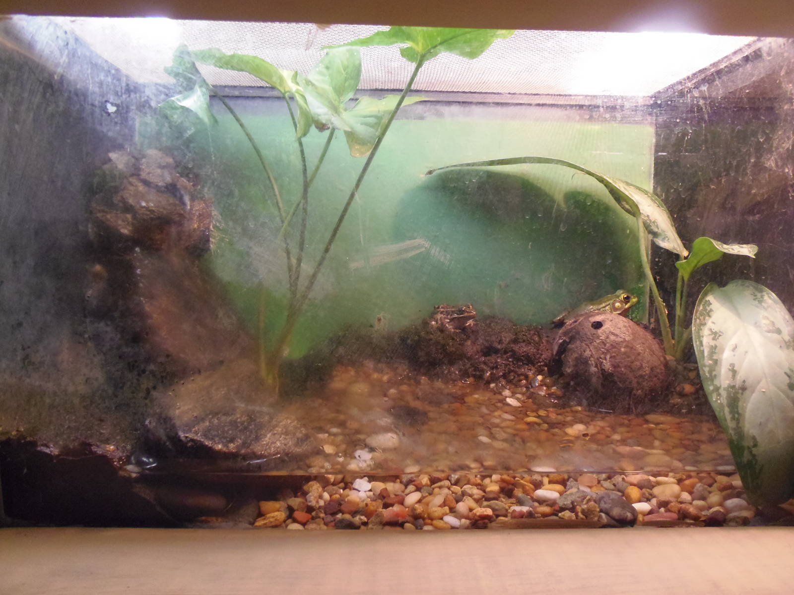 Green Frog/Pickerel Frog Exhibit