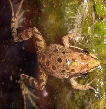 Green frog (Rana (Pelophylax) perezi