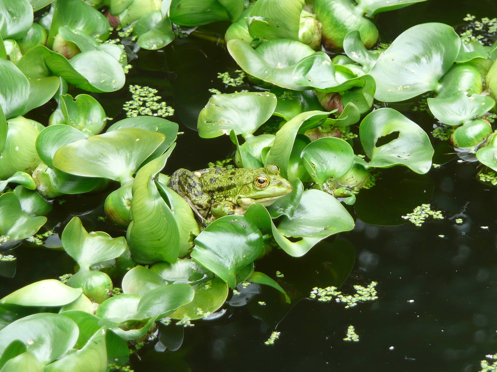 Green frog
