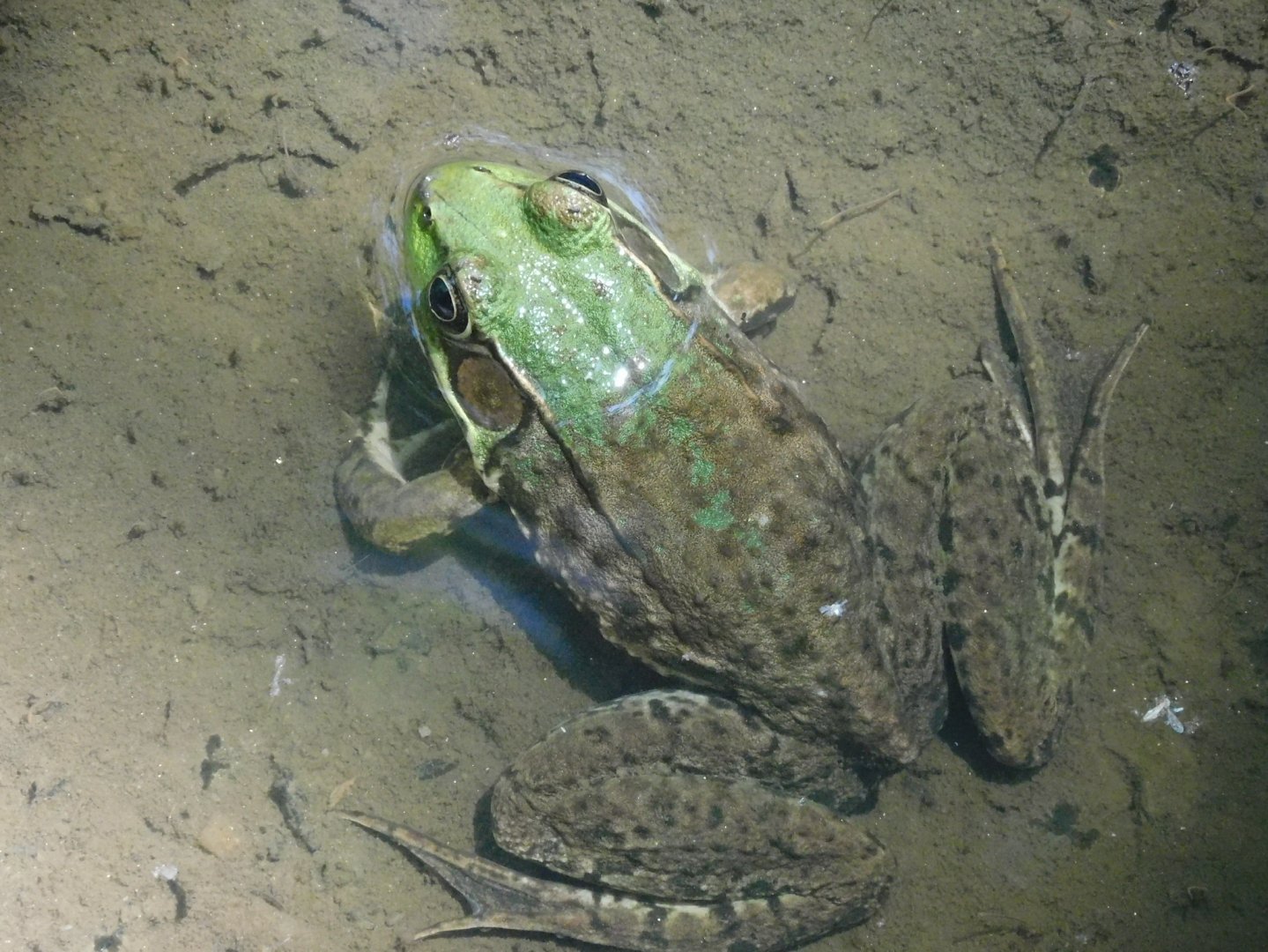 Green frog