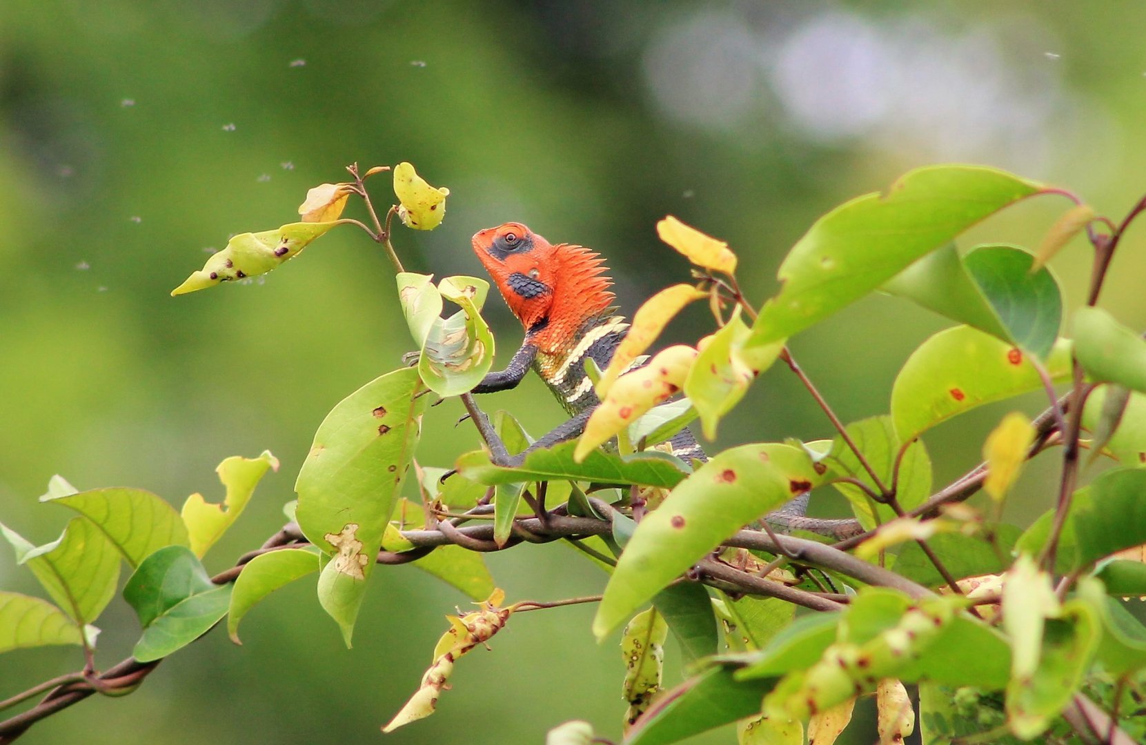 Green Garden Lizard (Calotes calotes)