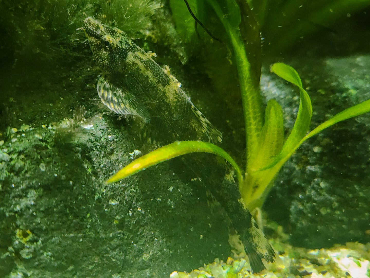 Green Gecko Loach (Homalopteroides tweediei)