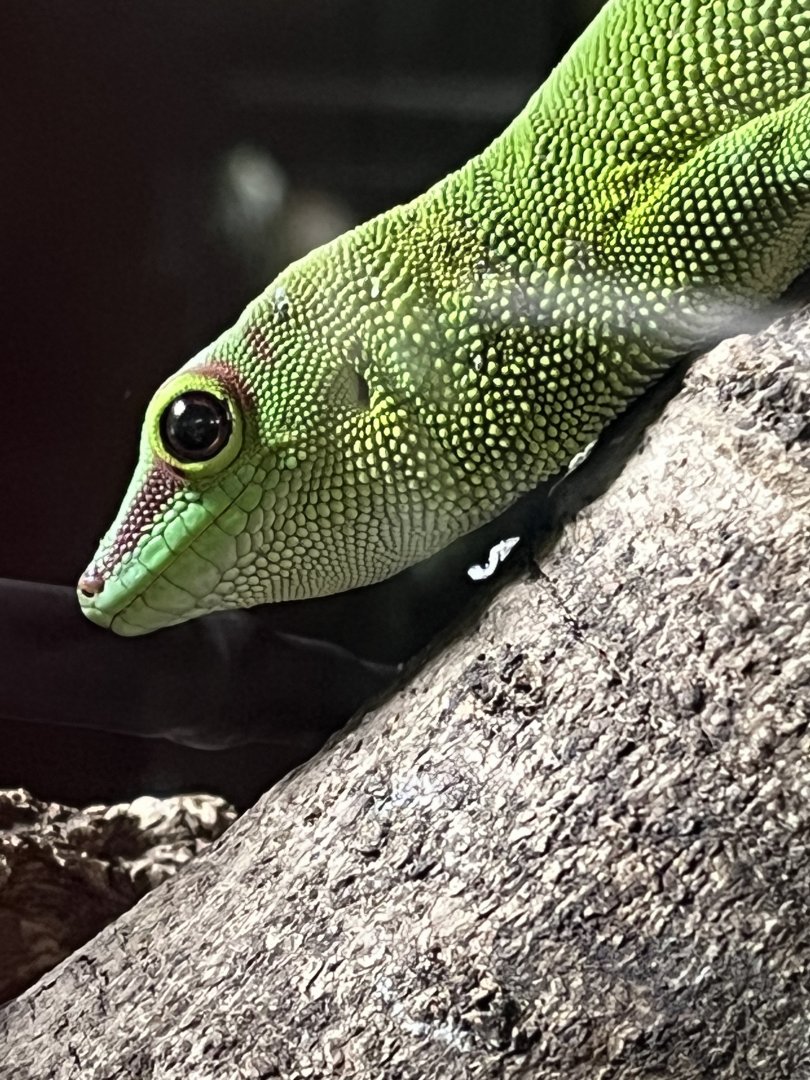 Green Gecko