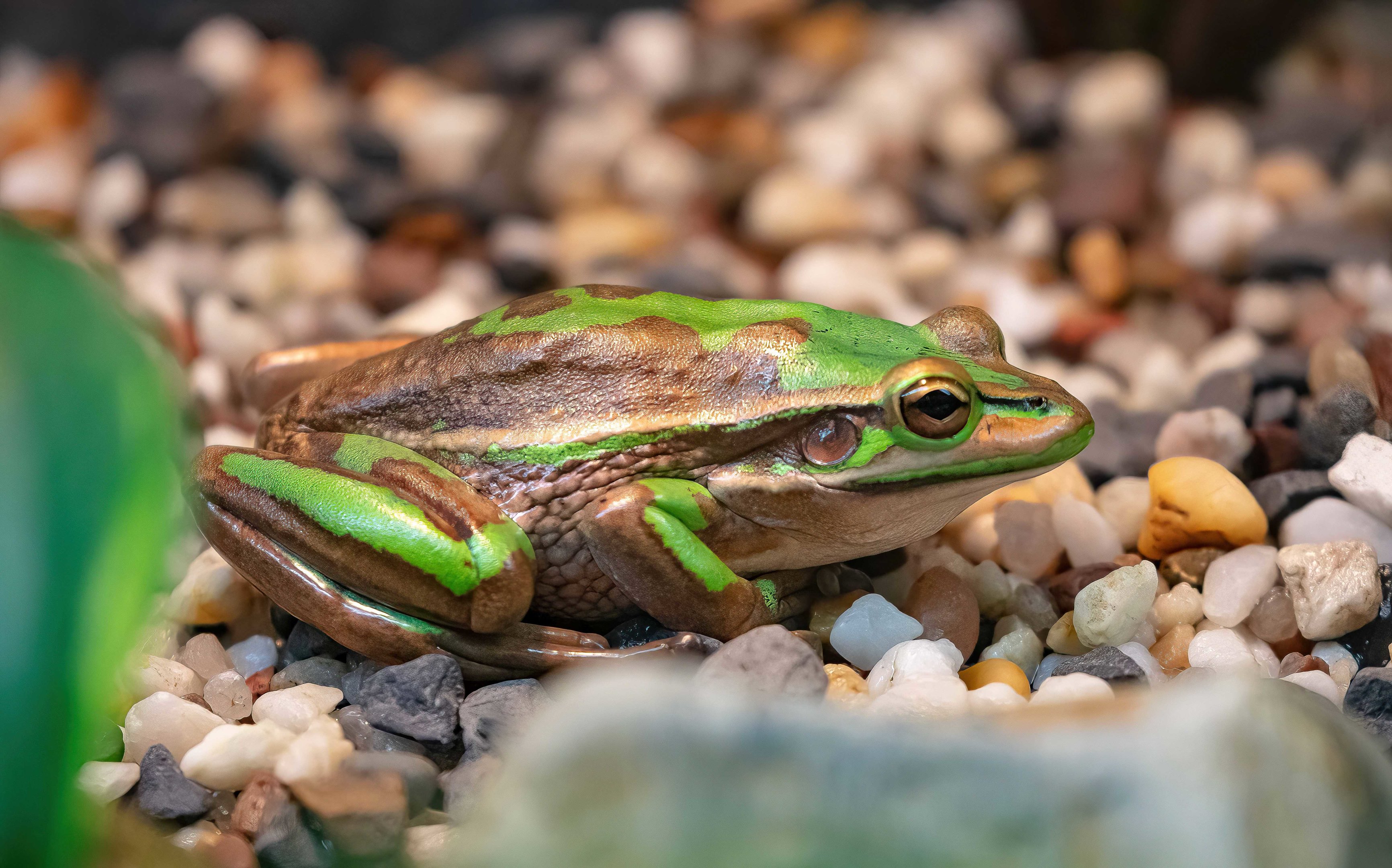 Green & Gold Bell Frog