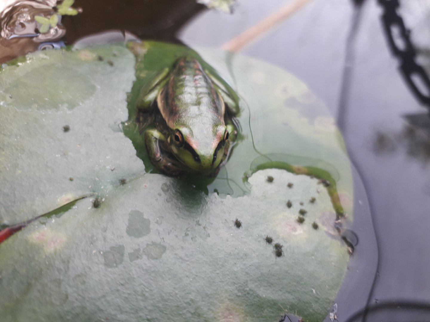 Green & Golden Bell Frog