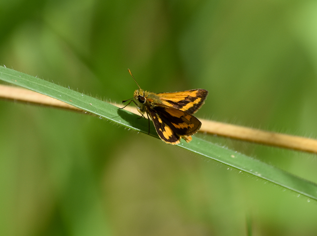 Green Grass-Dart, Ocybadistes walkeri