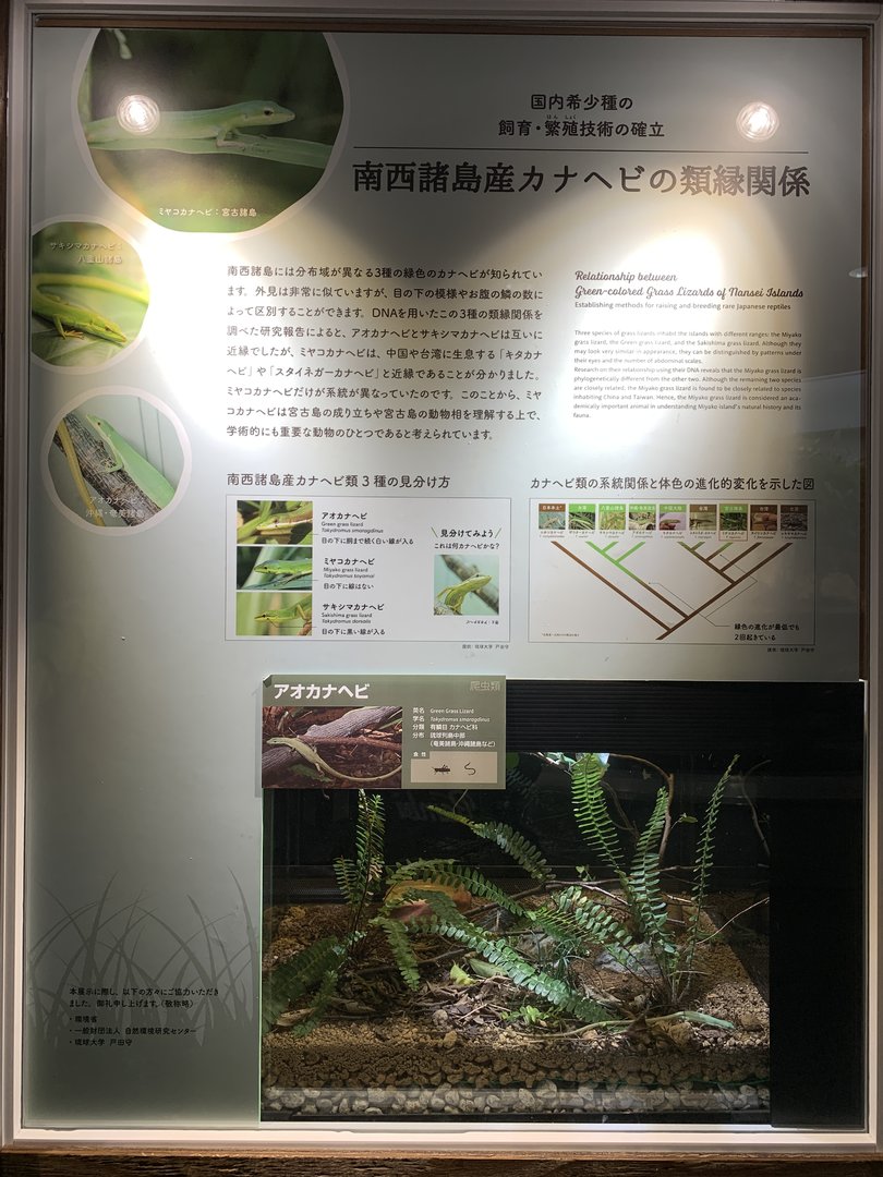Green Grass Lizard Exhibit