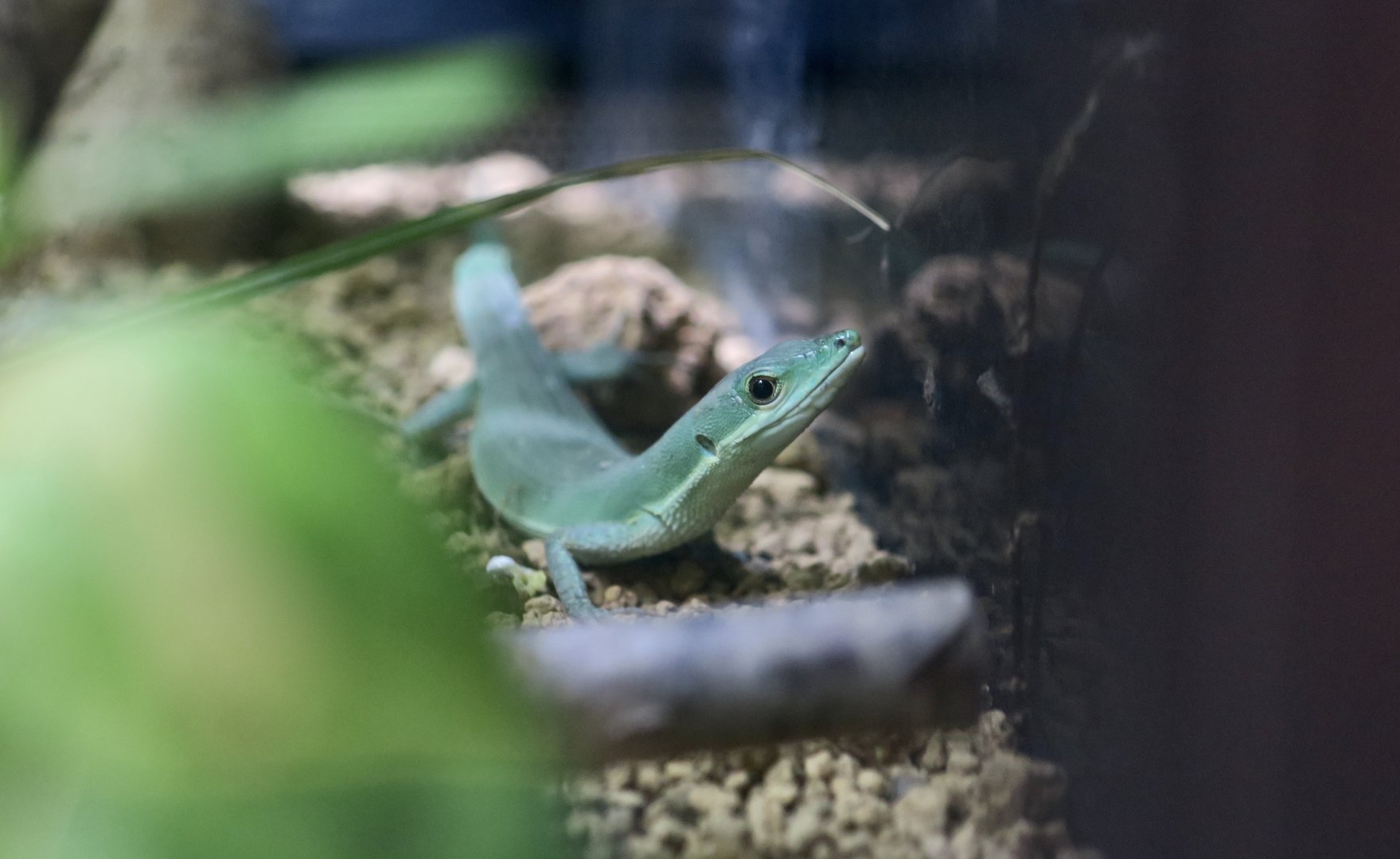Green Grass Lizard (Takydromus smaragdinus)