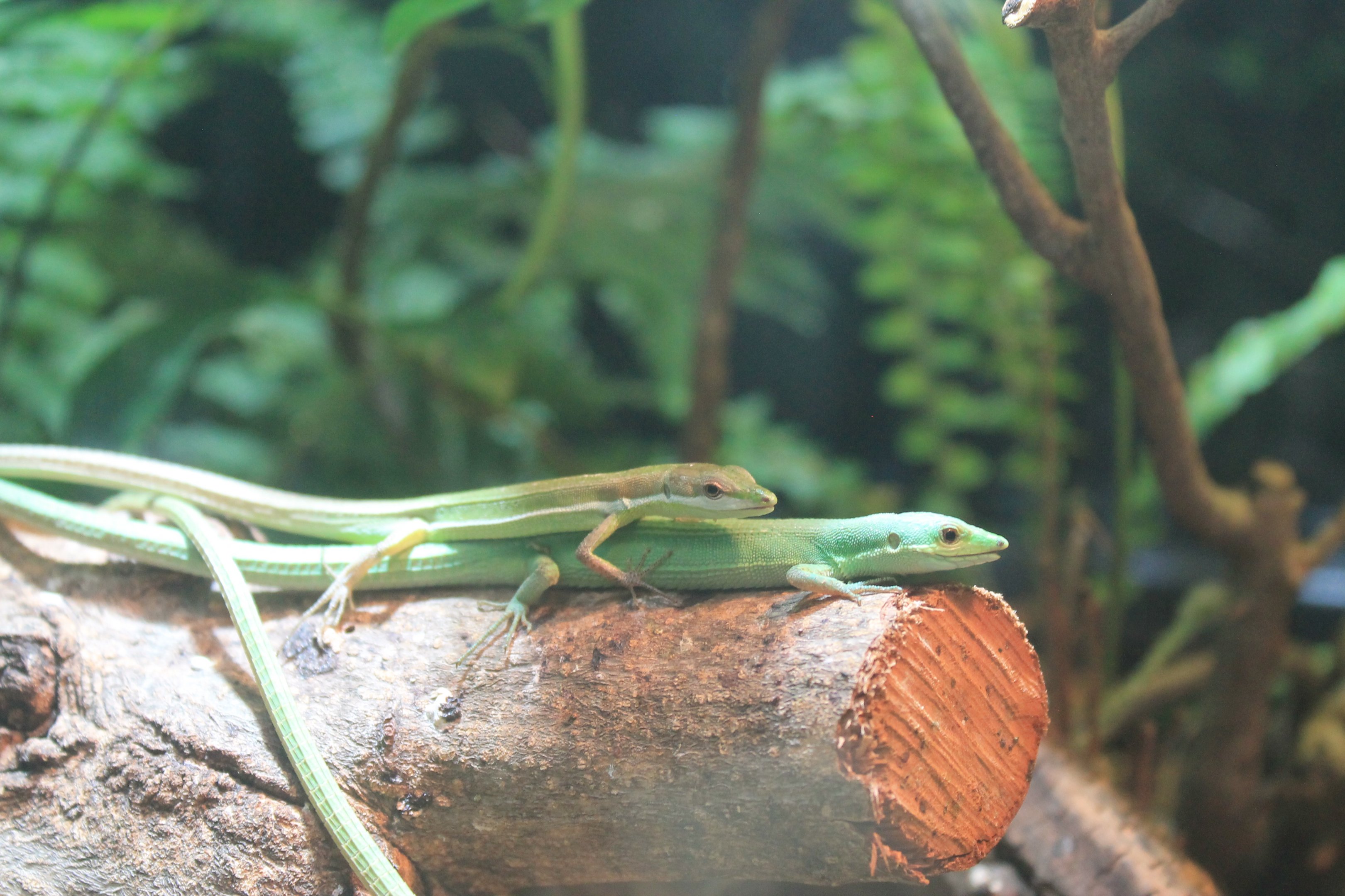 Green Grass Lizard (Takydromus smaragdinus)