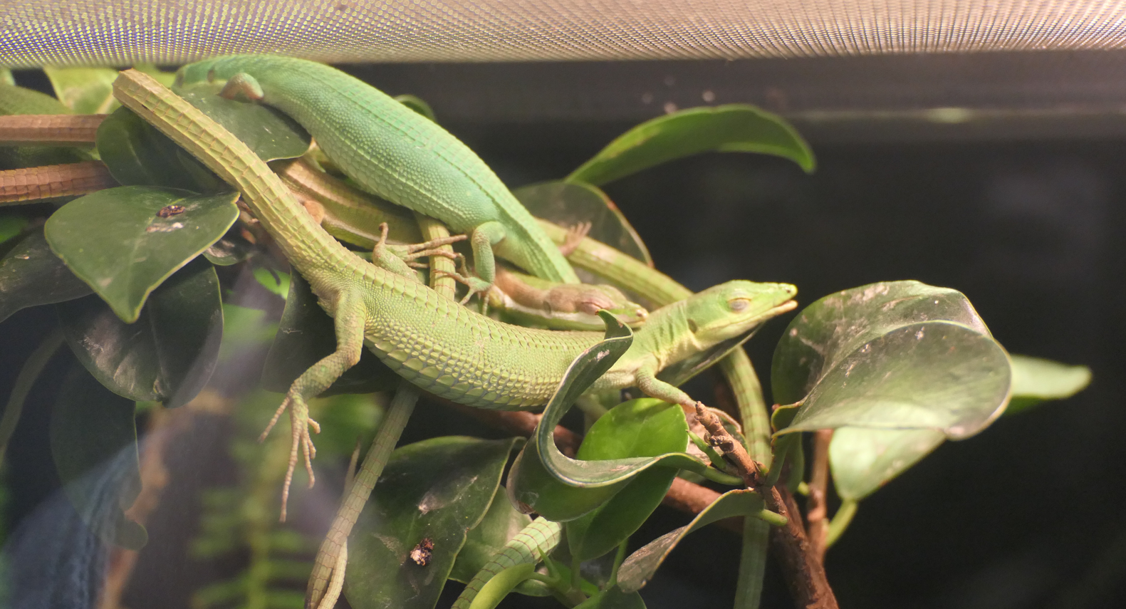 Green Grass Lizard (Takydromus smaragdinus)