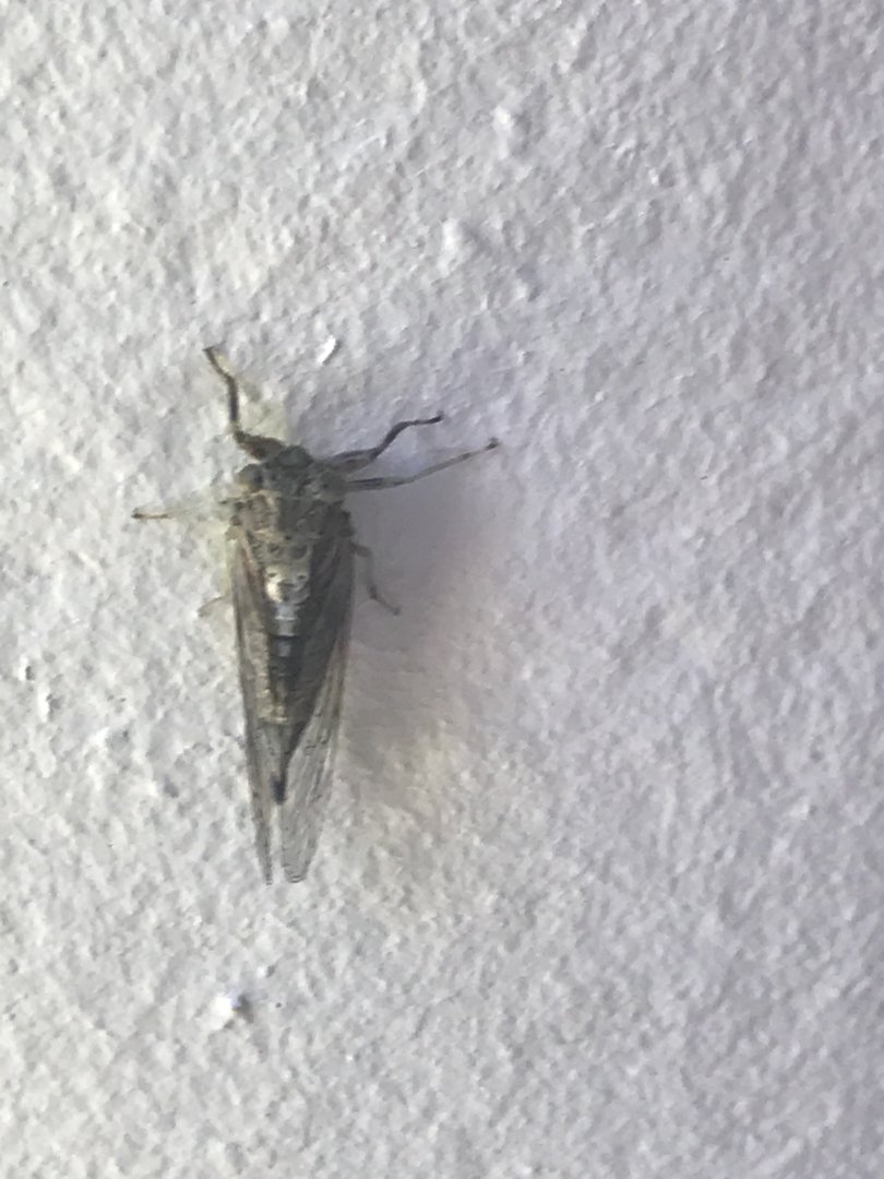 Green Grocer (Cyclochila australasiae)