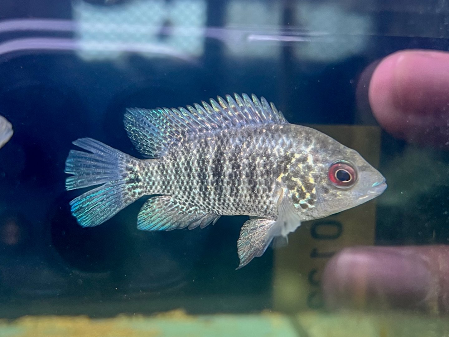 Green Guapote (Mayaheros beani)