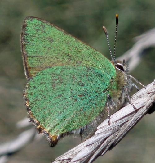 Green Hairstreak (Callophrys rubi)