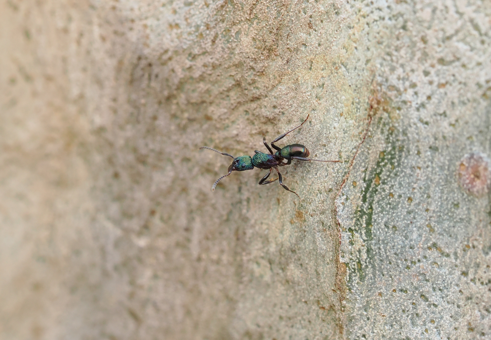 Green-head Ant