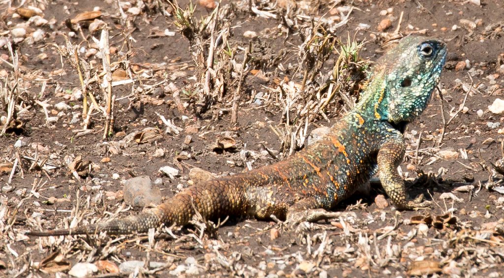 Green-headed Agama