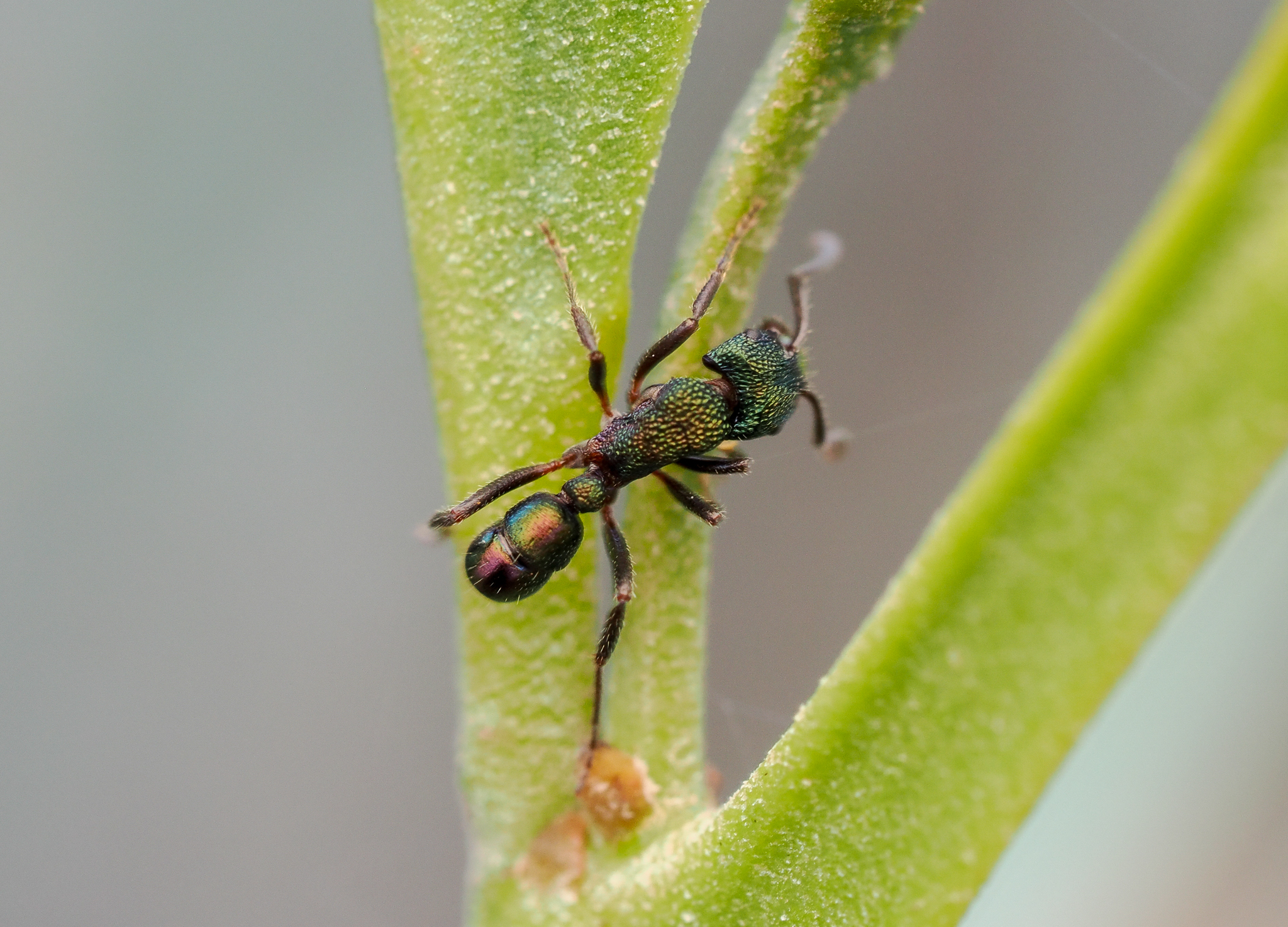 Green-headed Ant