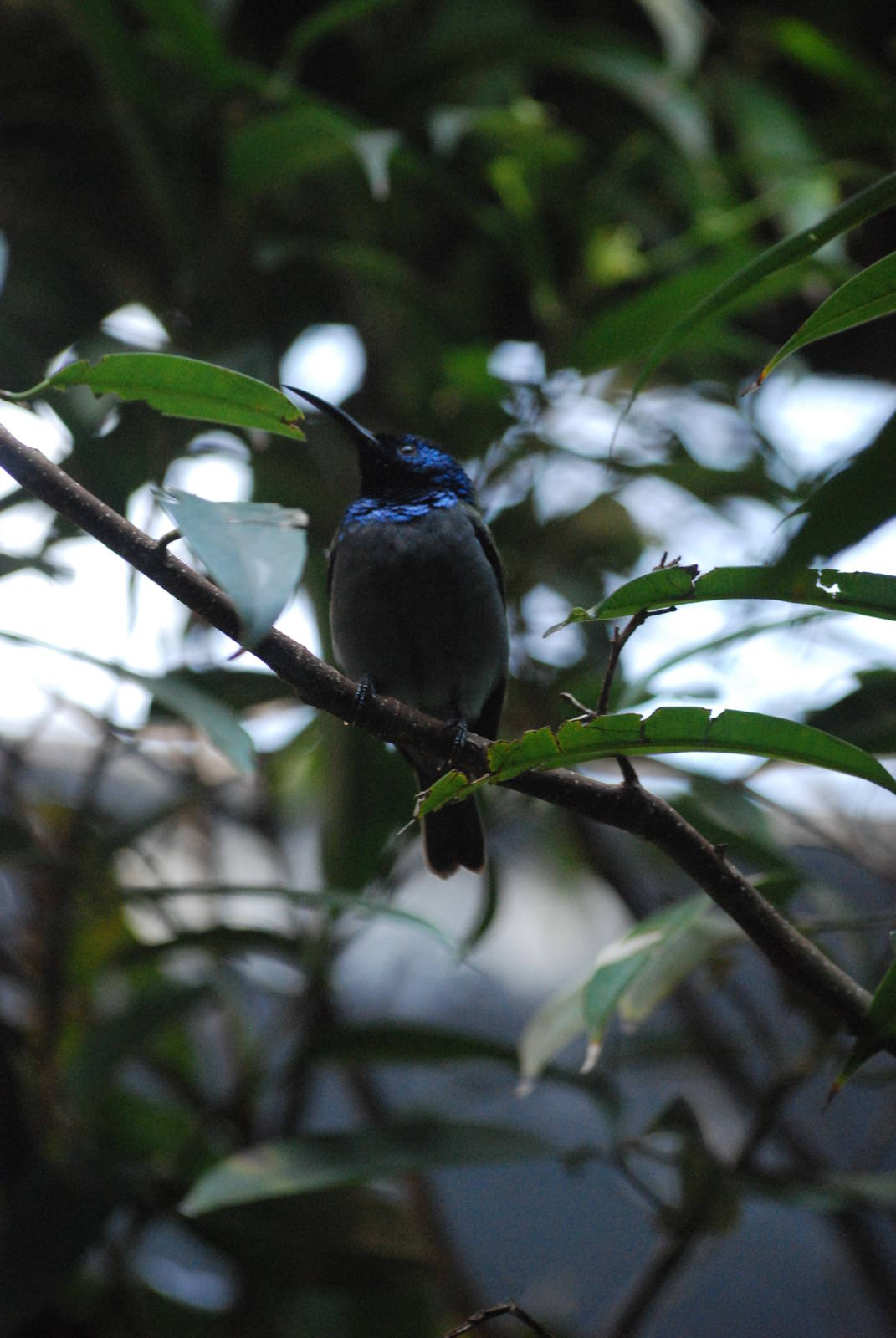 Green-headed Sunbird at Barcelona, 30/05/11