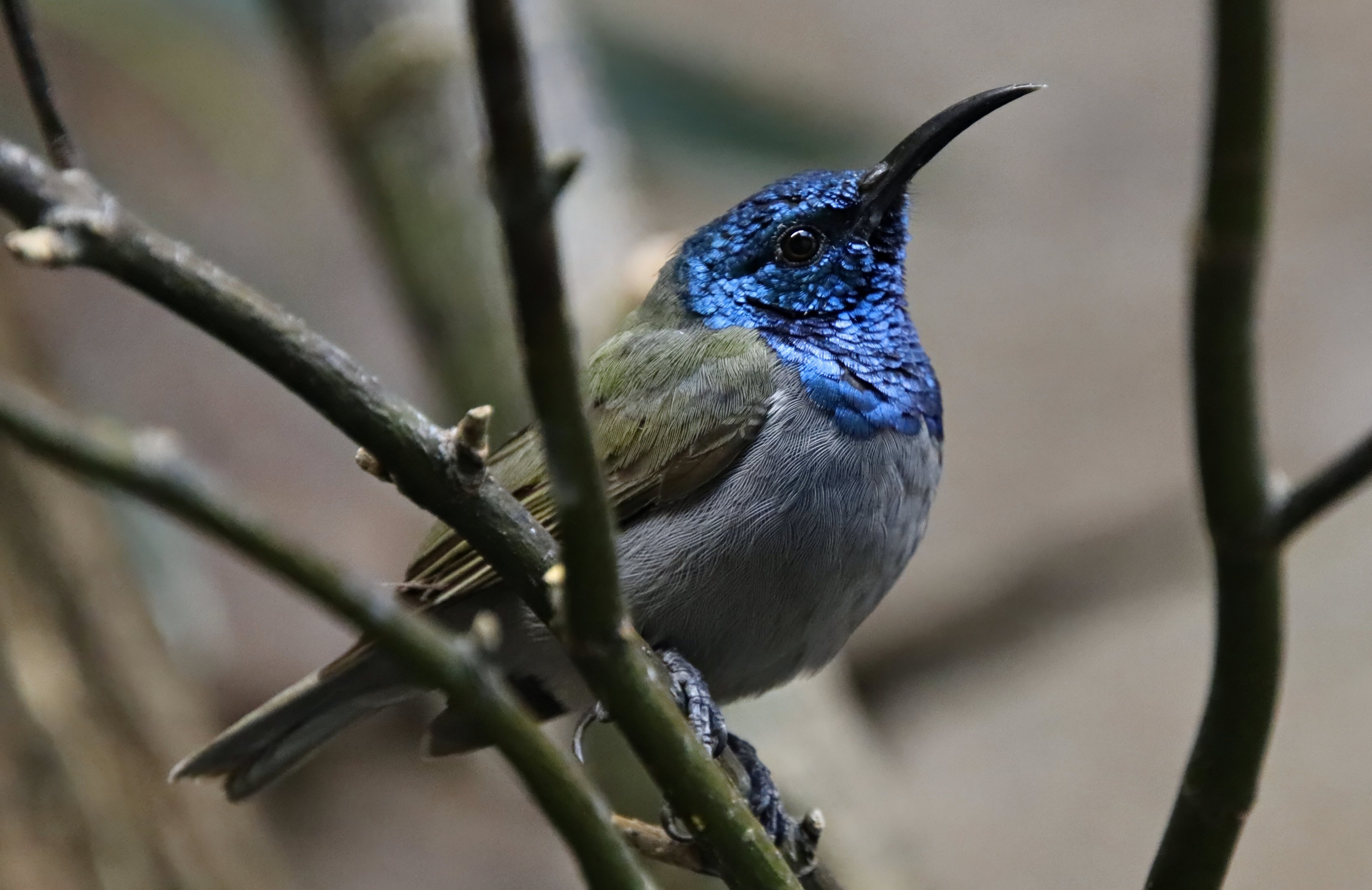 Green-headed sunbird (Cyanomitra verticalis)