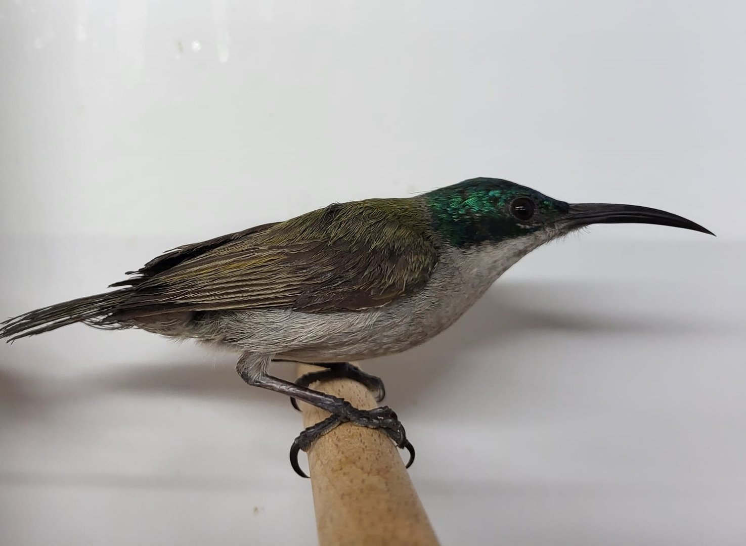 Green-headed sunbird - female