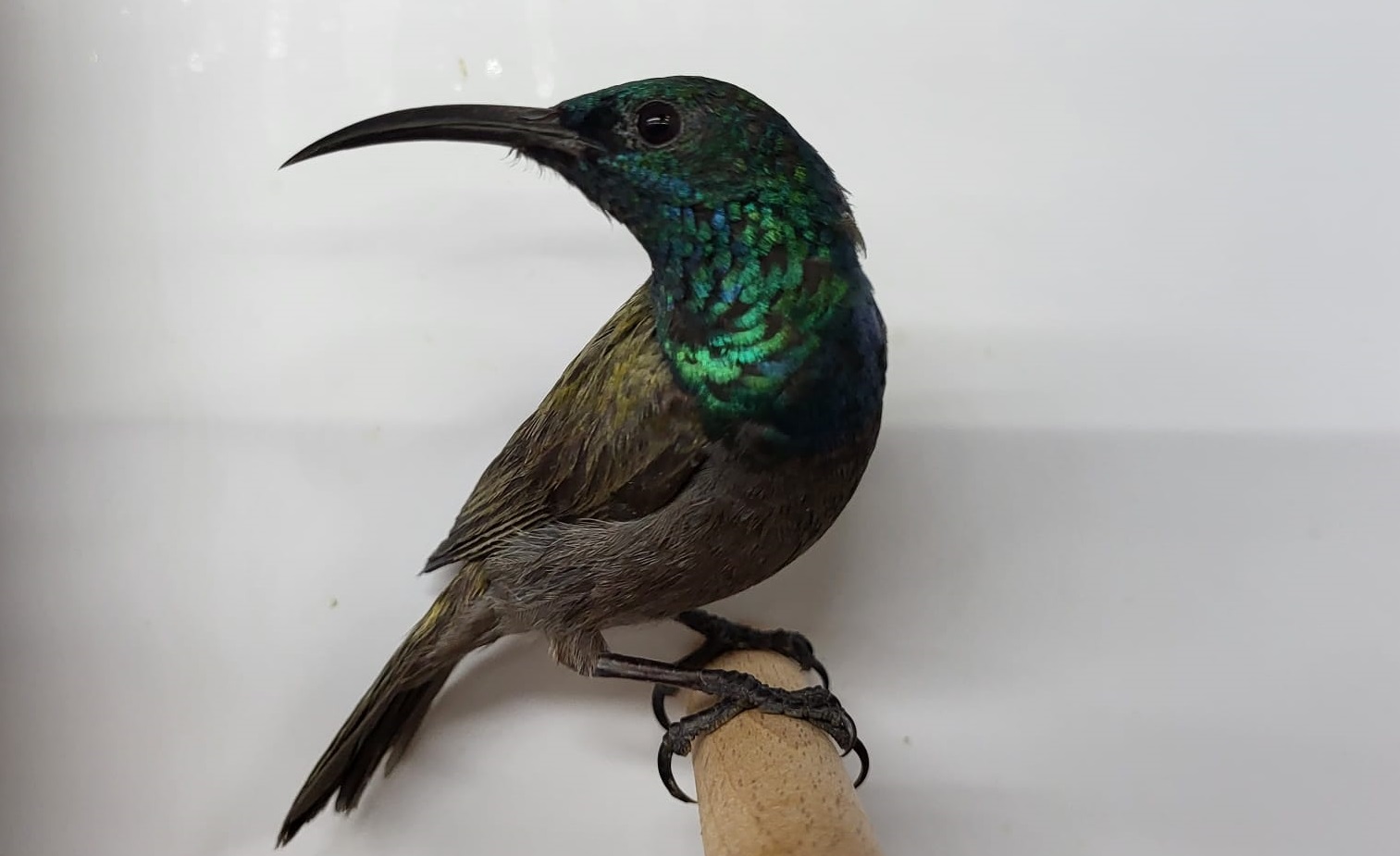 Green-headed sunbird - male