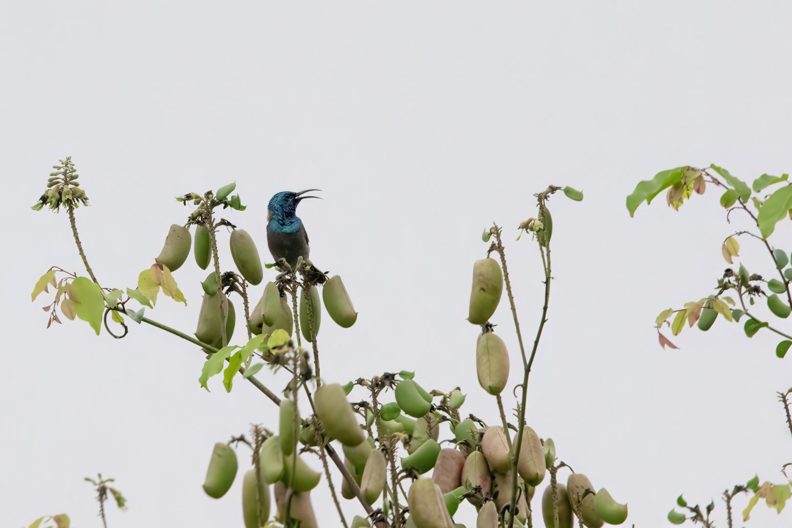 Green-headed Sunbird