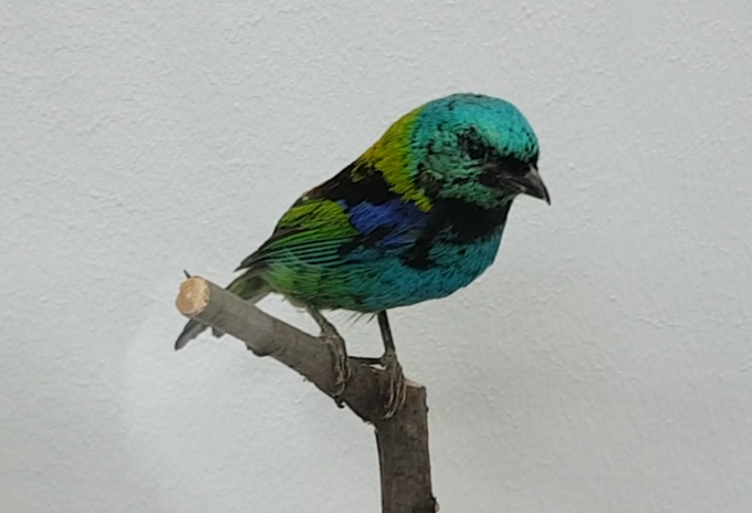 Green-headed tanager - Tangara seledon