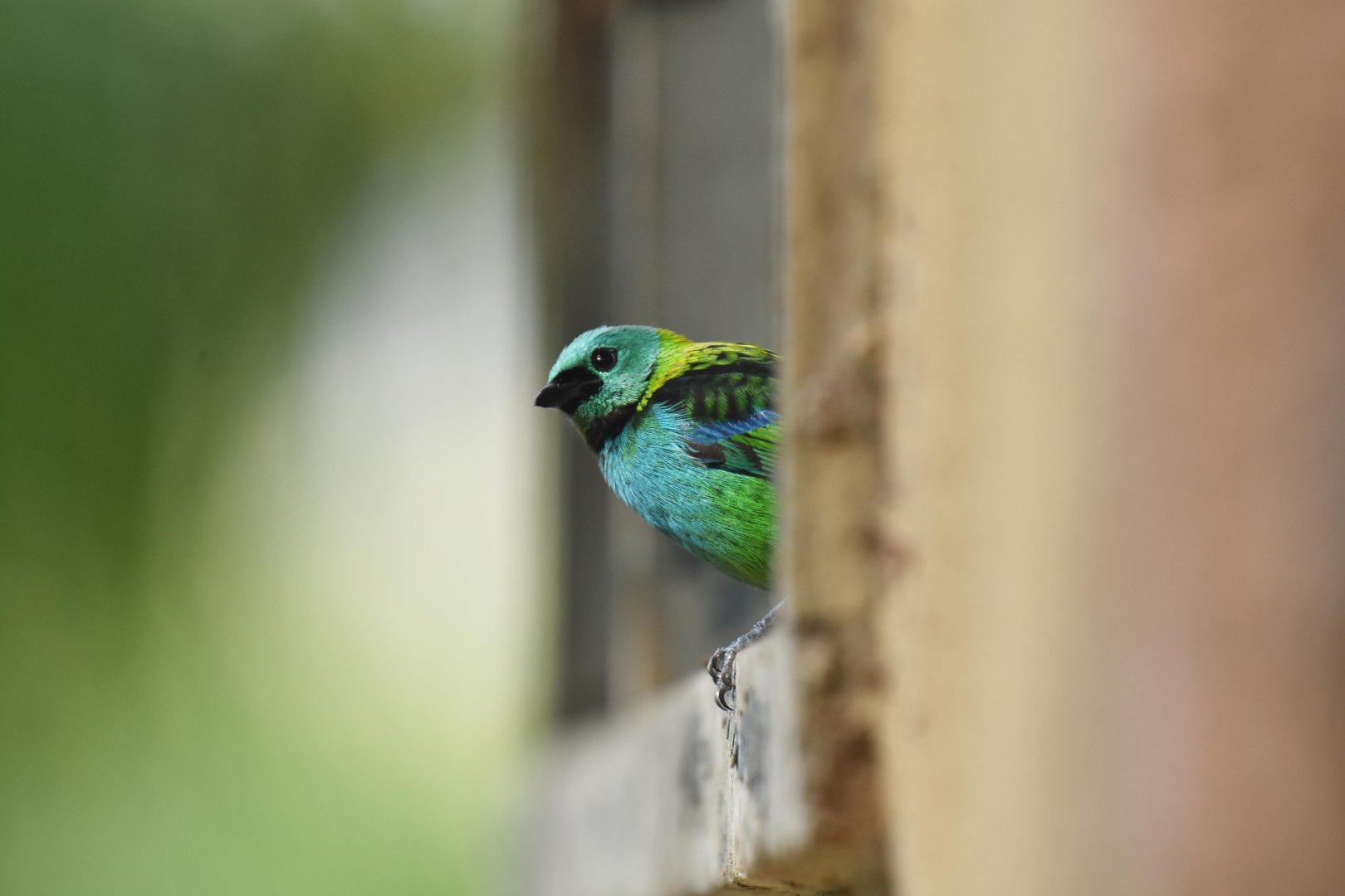 Green-headed tanager (Tangara seledon)