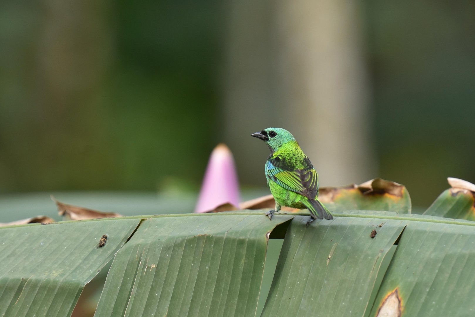 Green-headed tanager (Tangara seledon)