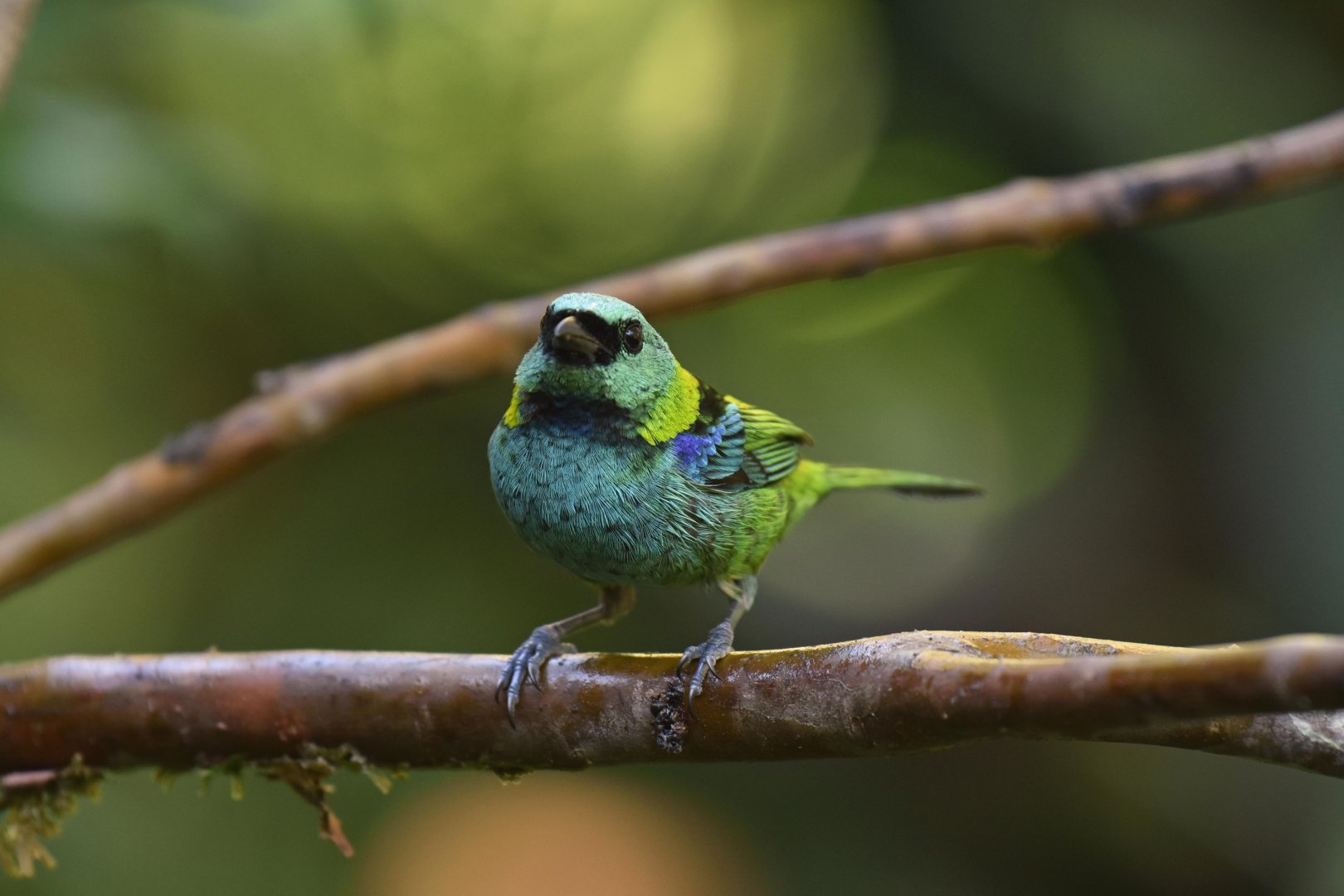 Green-headed Tanager (Tangara seledon)