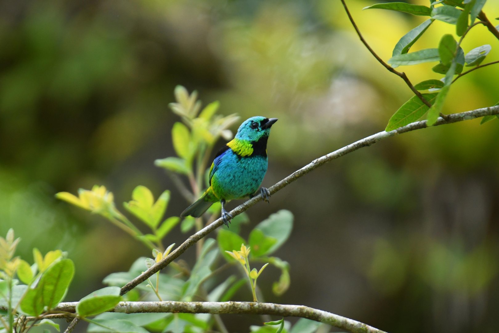 Green-headed Tanager (Tangara seledon)