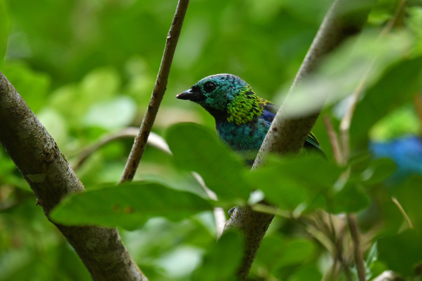 Green-headed Tanager Tangara seledon