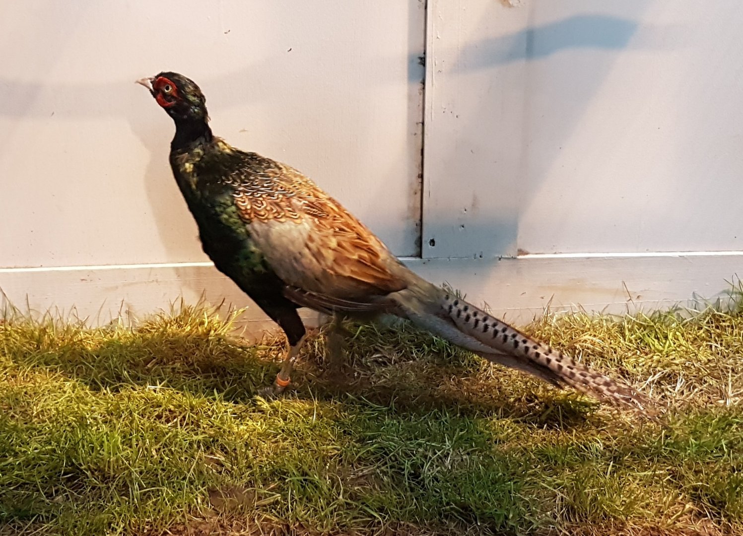 Green heasant - Phasianus versicolor