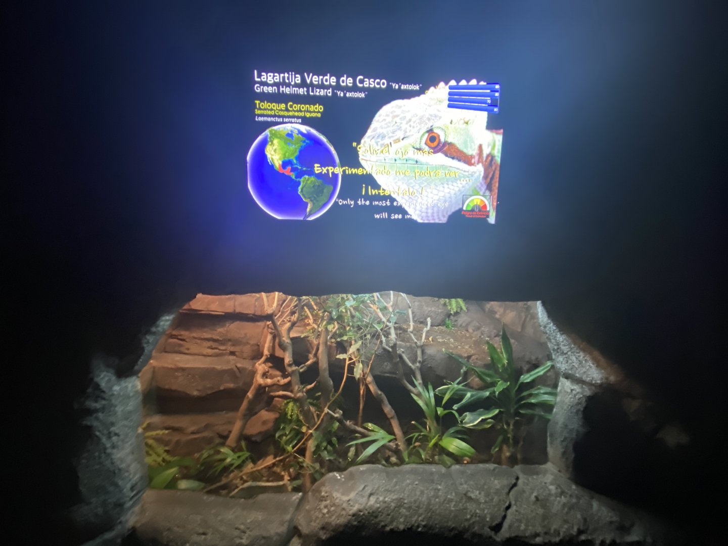 Green-helmeted lizard exhibit