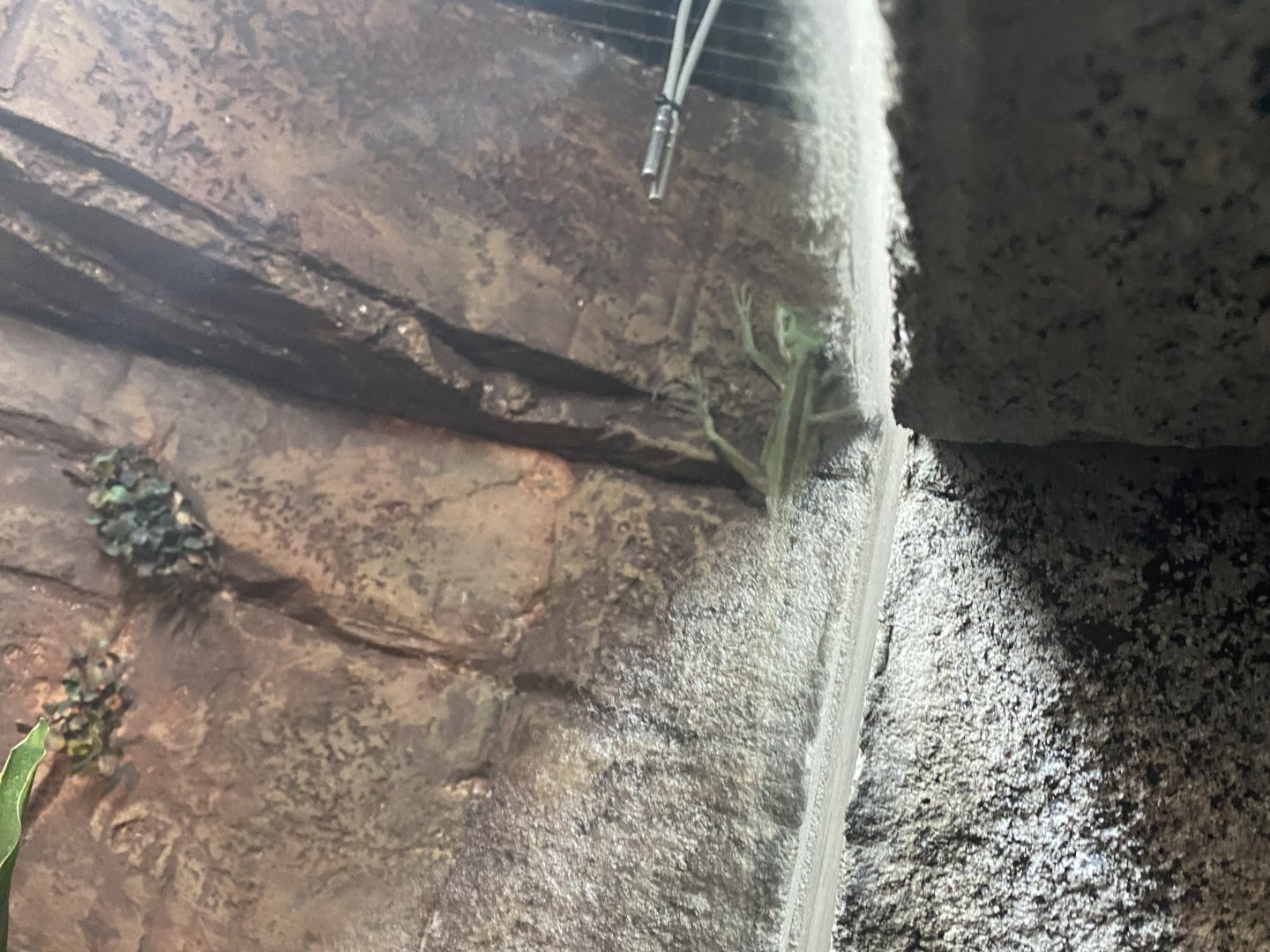 Green-helmeted lizard