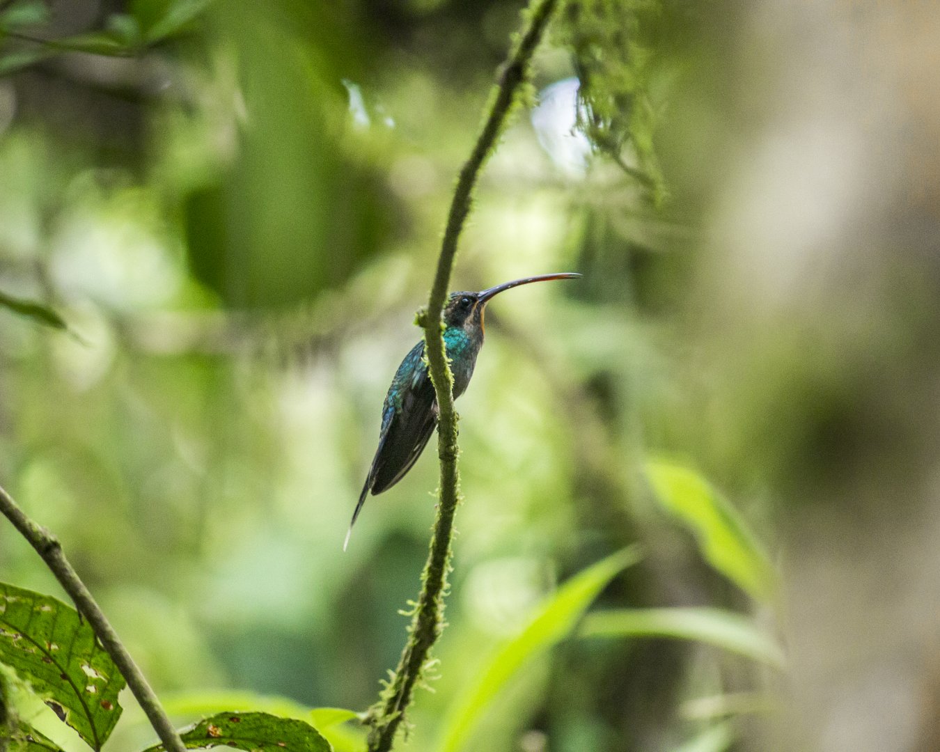 Green hermit, Phaethornis guy