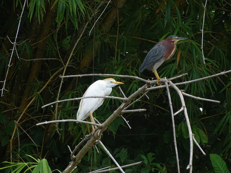 Green heron and Cattle egret.