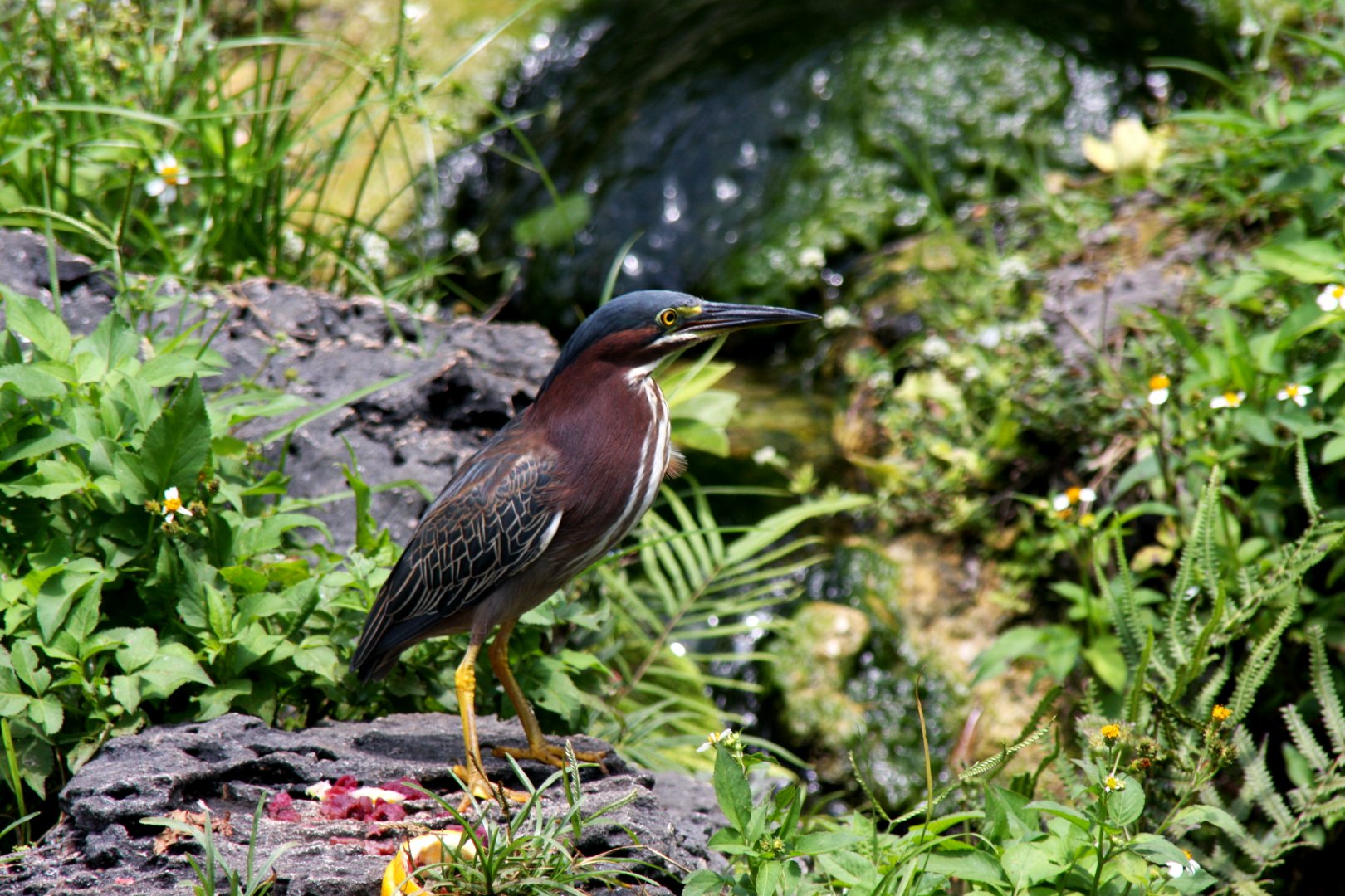 green heron (Butorides virescens) 2013