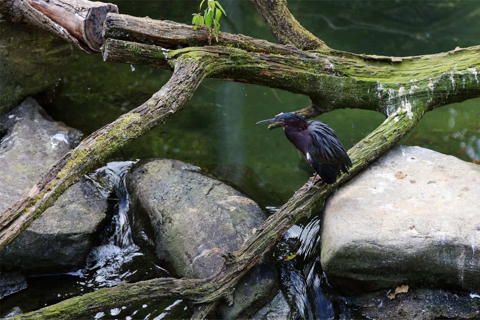 Green Heron (Butorides virescens), October 2017