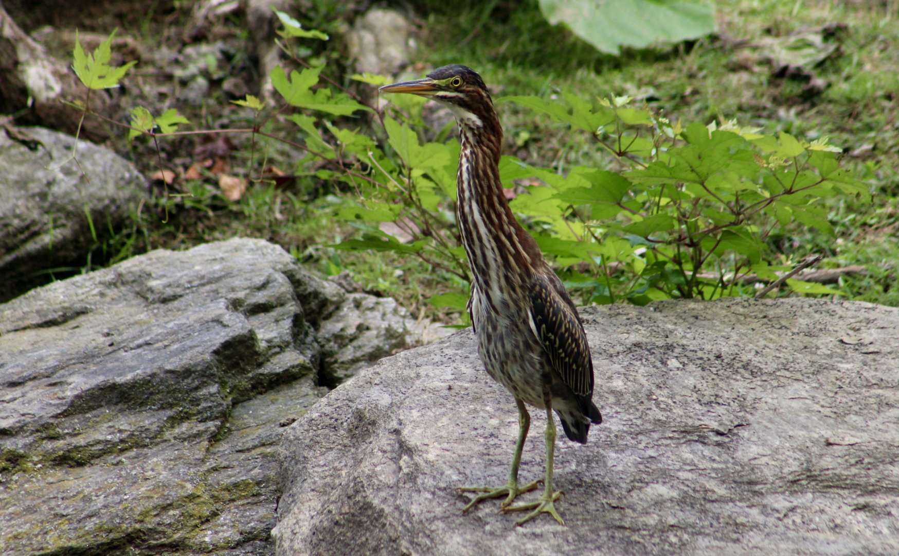 Green Heron (Butorides virescens virescens) subadult - wild