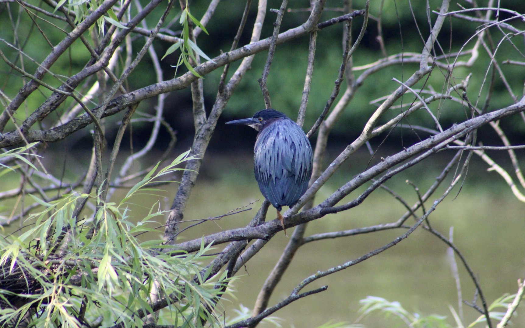 Green Heron (Butorides virescens virescens) wild